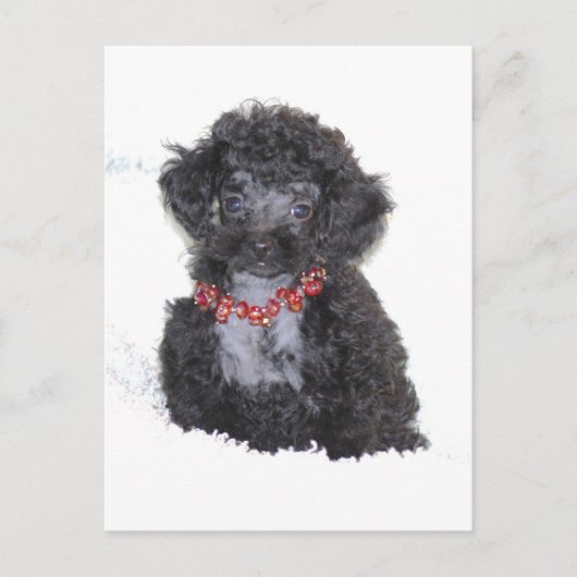 Black Silver Toy Poodle Puppy Postkarte (Vorderseite)
