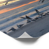 Black Skimmers Landung am Strand bei Sonnenaufgang Poster (Ecke)
