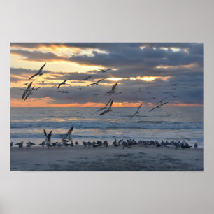 Black Skimmers Landung am Strand bei Sonnenaufgang Poster