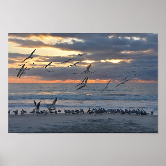 Black Skimmers Landung am Strand bei Sonnenaufgang Poster (Vorne)