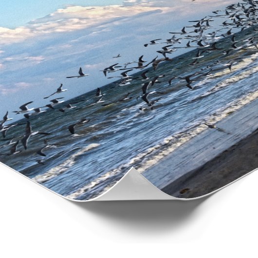 Black Skimmers Take Off on Cape Canaveral Beach Poster (Ecke)