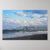 Black Skimmers Take Off on Cape Canaveral Beach Poster (Vorne)