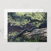 Black Snake #6543 Postcard Postkarte (Vorne/Hinten)
