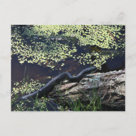 Black Snake #6543 Postcard Postkarte