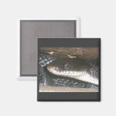 Black Snake Magnet (Vorderseite/Rückseite)