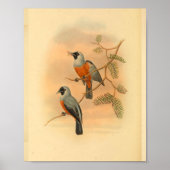 Black Spectacatcher Bird Vintag Print Poster (Vorne)