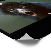 Black-Spinne-Affe geschnitten, Sie haben, WAS!!!!! Poster (Ecke)