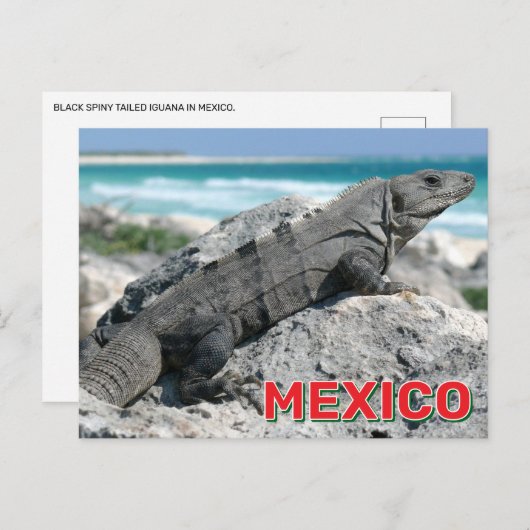 Black Spiny hat Iguana in Mexiko getippt Postkarte (Vorne/Hinten)