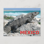 Black Spiny hat Iguana in Mexiko getippt Postkarte (Vorderseite)