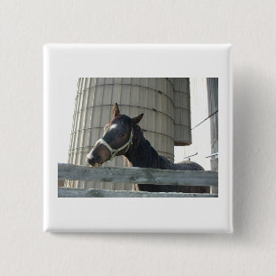 Black Stallion Beauty Button
