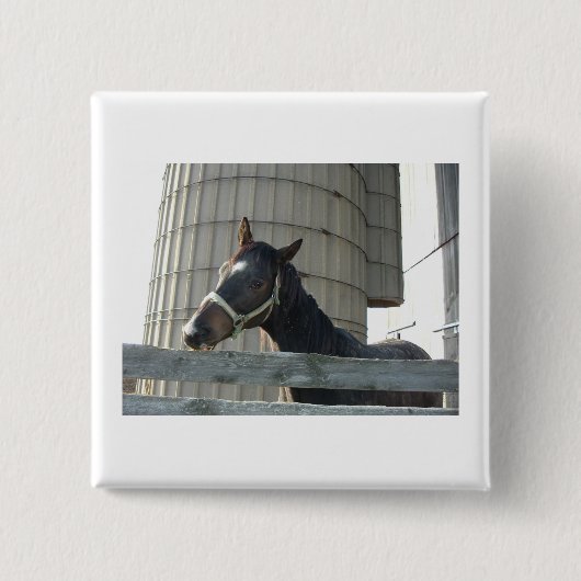 Black Stallion Beauty Button (Vorderseite)