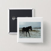 Black Stallion Beauty Button (Vorne & Hinten)