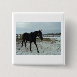 Black Stallion Beauty Button