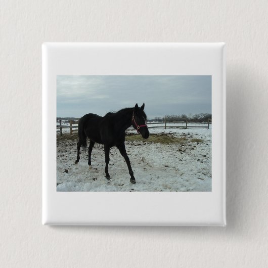 Black Stallion Beauty Button (Vorderseite)