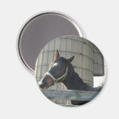 Black Stallion Beauty Magnet (Vorderseite/Rückseite)