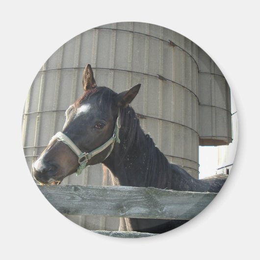 Black Stallion Beauty Magnet (Vorne)