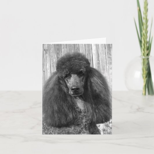 Black Standard Poodle Headstudy Karte (Vorderseite)