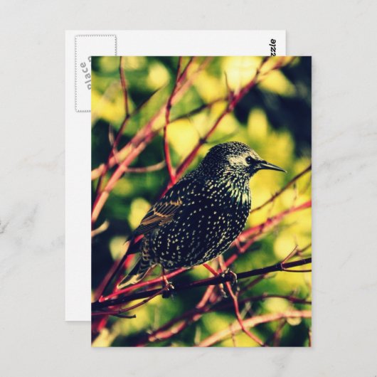 Black Starling Postkarte (Vorne/Hinten)