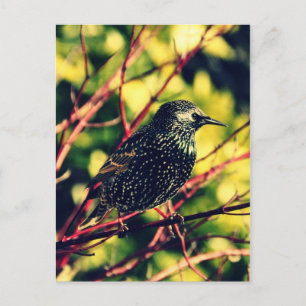 Black Starling Postkarte