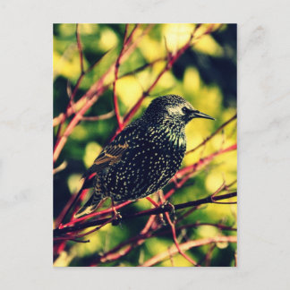 Black Starling Postkarte