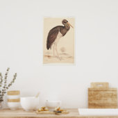 Black Stork (Ciconia nigra) 1835 , Lear, Edward, Poster (Küche)