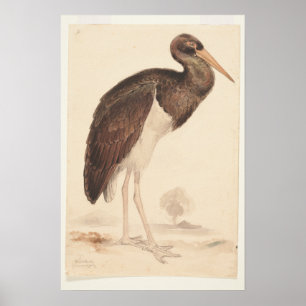 Black Stork (Ciconia nigra) 1835 , Lear, Edward, Poster
