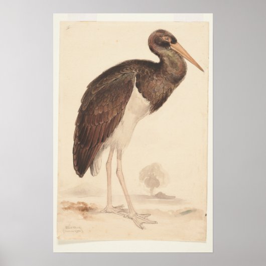 Black Stork (Ciconia nigra) 1835 , Lear, Edward, Poster (Vorne)