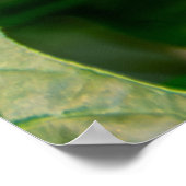 Black Swallowtail Butterfly on flower Poster (Ecke)