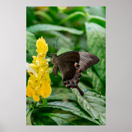 Black Swallowtail Butterfly on flower Poster