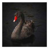 Black Swan Artwork Fotodruck (Vorne)