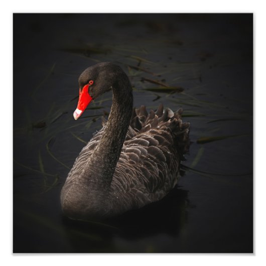 Black Swan Artwork Fotodruck (Vorne)