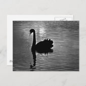 Black Swan - Australian Native Animal Postkarte (Vorne/Hinten)