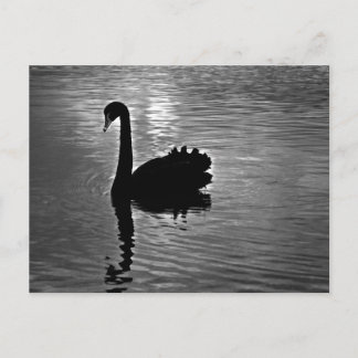 Black Swan - Australian Native Animal Postkarte