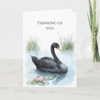 Black Swan Calla Lily Blume Denken Sie