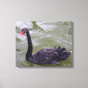 Black Swan Canvas Print Leinwanddruck