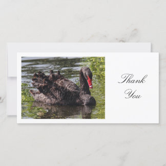 Black Swan - Danke