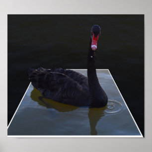Black Swan, Droplets In The Pond, Poster