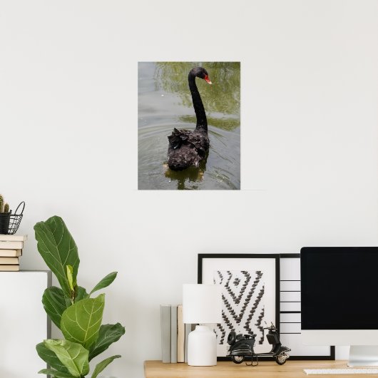 Black Swan in Tranquil Pond Poster (Heimbüro)