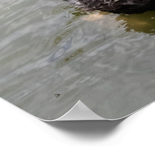 Black Swan in Tranquil Pond Poster (Ecke)