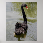 Black Swan in Tranquil Pond Poster (Vorne)