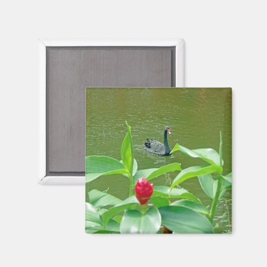 Black Swan Magnet (Vorderseite/Rückseite)