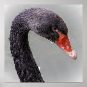 Black Swan Poster (Vorne)