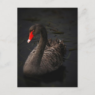 Black Swan Postkarte