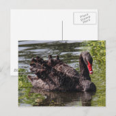 Black Swan, Roath Park Lake, Cardiff, Wales. Postkarte (Vorne/Hinten)