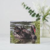 Black Swan, Roath Park Lake, Cardiff, Wales. Postkarte (Stehend Vorderseite)
