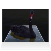 Black Swan Swimming In Dimensional Pond, (Innenansicht Horizontal (Oben))