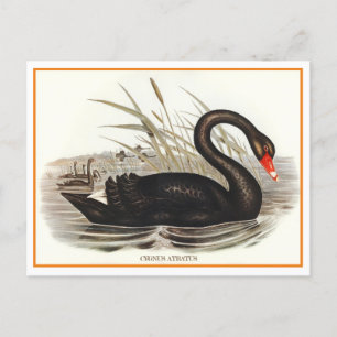 Black Swan Vintage Postkarte