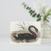 Black Swan von Elizabeth Gould Postkarte (Stehend Vorderseite)