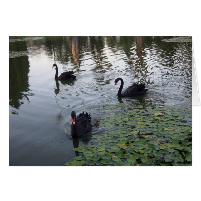 Black Swans Card (Vorderseite (Horizontal))