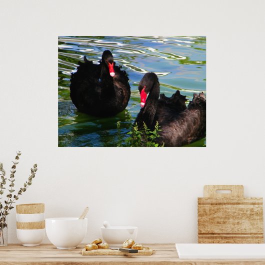 Black Swans Poster (Küche)